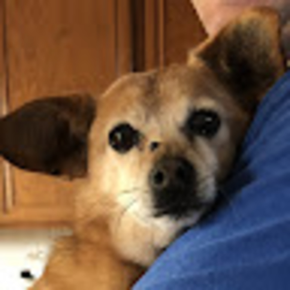 Meet your Posher, Araya